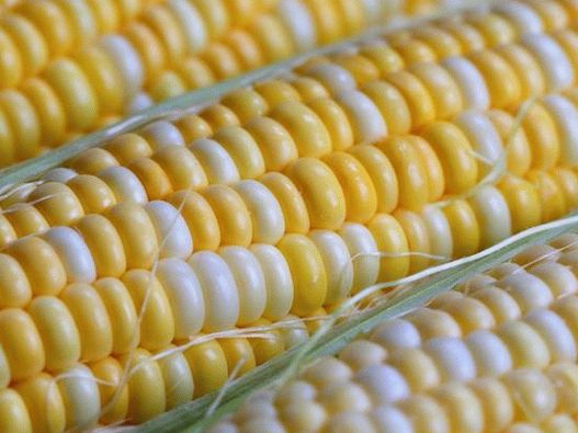 Try creamy corn or grill it