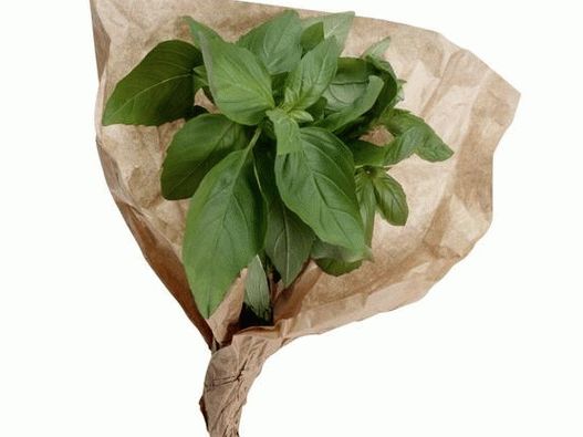 Basil with its distinct taste is a classic addition to green pesto sauces and caprese salads