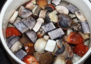 Mushroom Maker