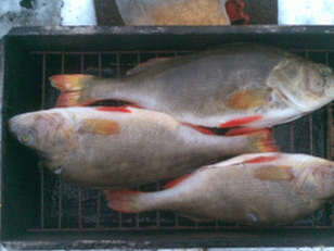Smoked perch