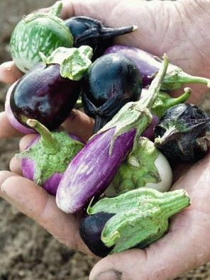 Photo - Mini Eggplant