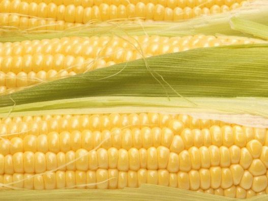 Photo - Sweet Corn