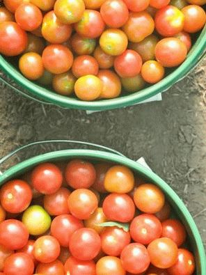 Photo - Cherry Tomatoes