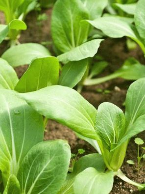 Photo - Bok Choy