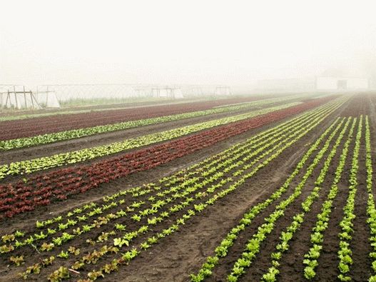 Photo - Lettuce