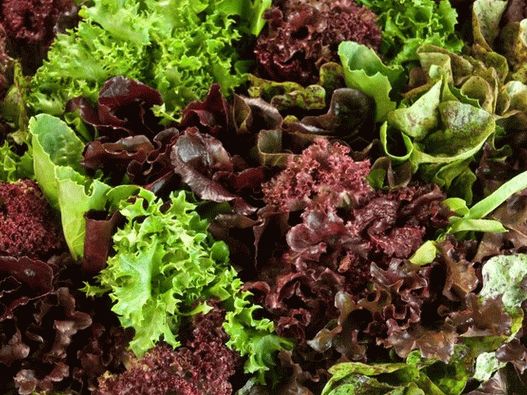 Photo - Salad greens