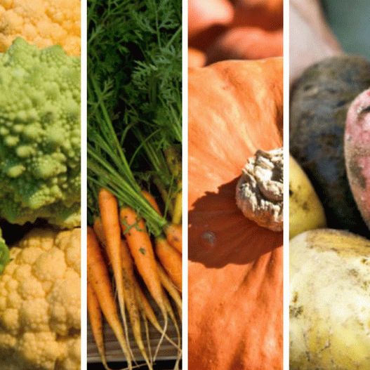 Photo Recipes from Fresh Autumn Vegetables