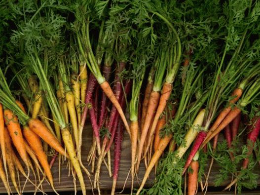 Photo - Carrot