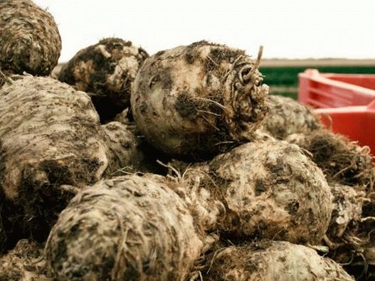 Photo - Celery Root