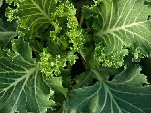 Photo - Kale cabbage