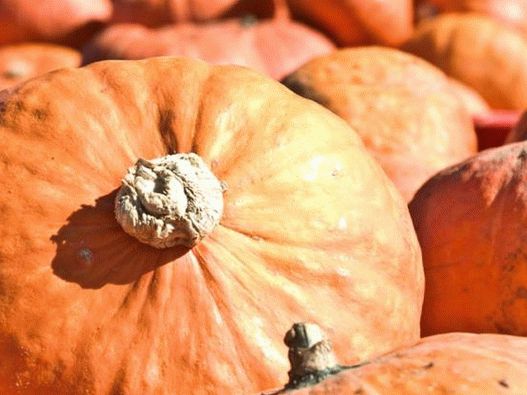 Photo - Hokkaido Pumpkin