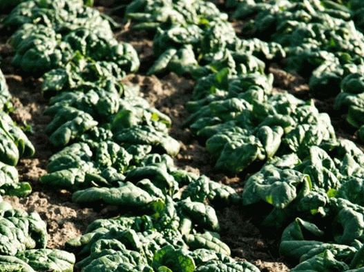 Photo - Spinach