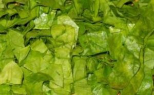 Spinach for the winter