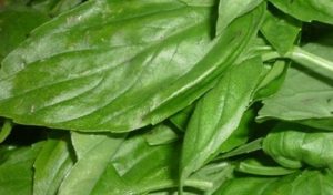 Basil syrup